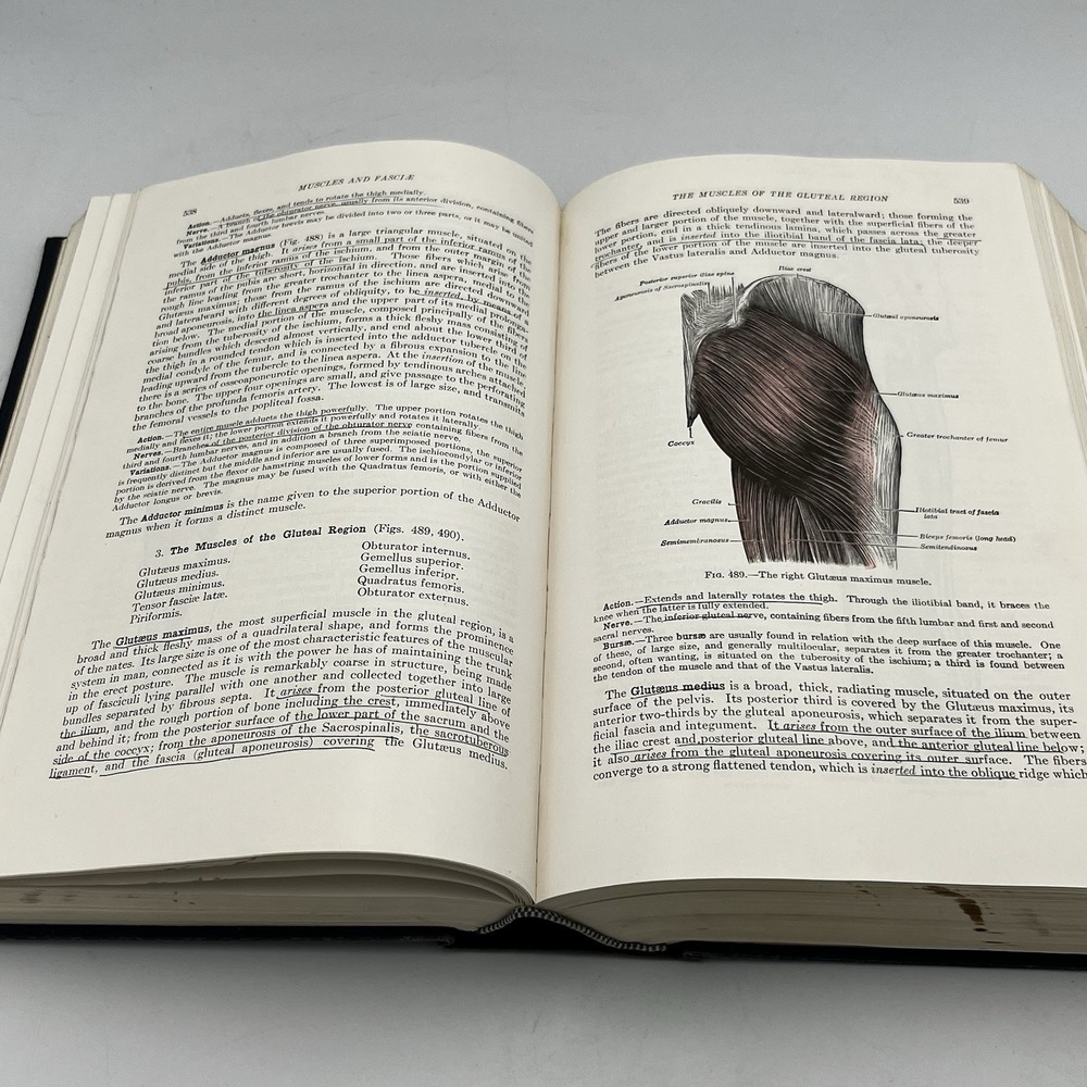 Vintage Gray's Anatomy Book Goss 26th Edition Lea & Febiger Printed 1955 - Picture 5 of 5